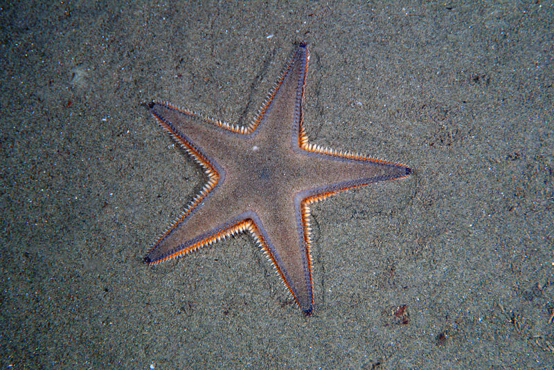 Astropecten jonstoni (Delle Chiaje, 1827)